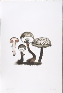 The Mushroom book. Page 3